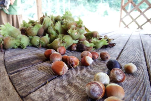 Dehulling hazelnuts