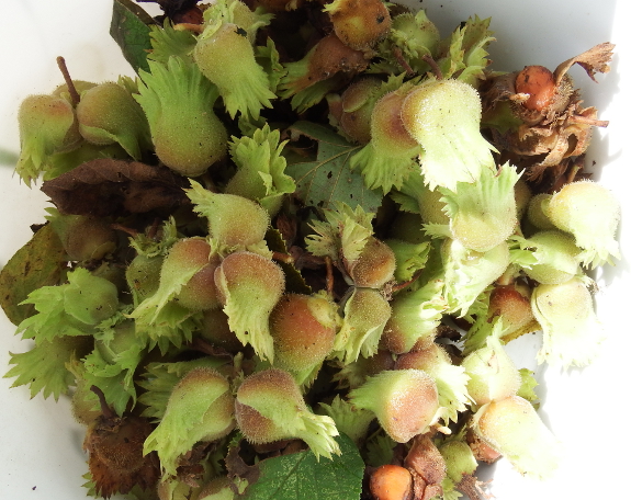 Harvesting hazelnuts