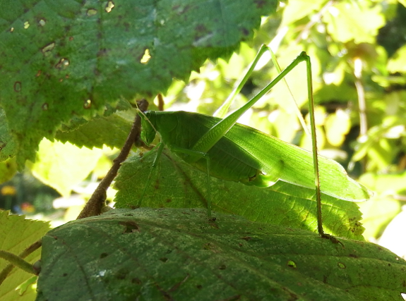 Hazelnut katydid