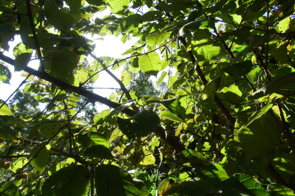 Next year's hazelnut flowers