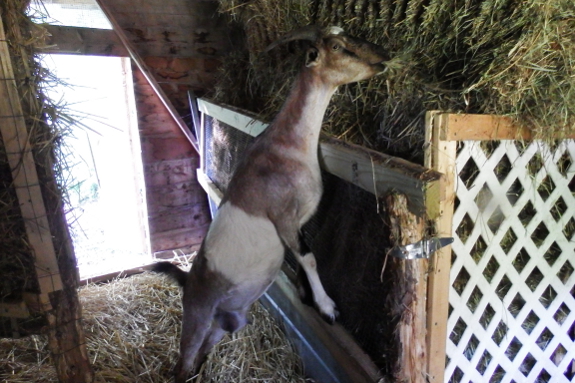 Goat straining for hay