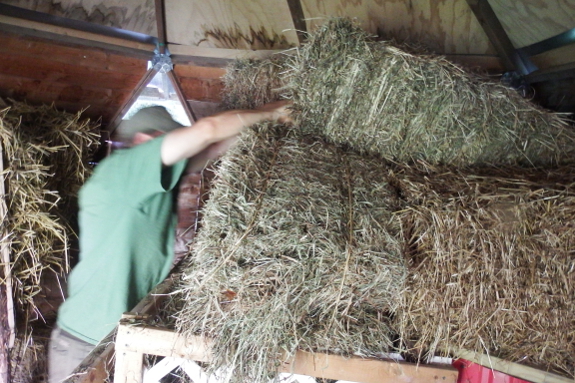 Stacking hay