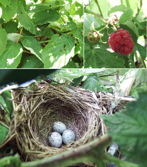 Song sparrow nest in raspberries