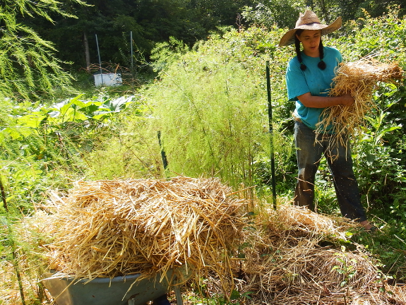 Mulching asparagus