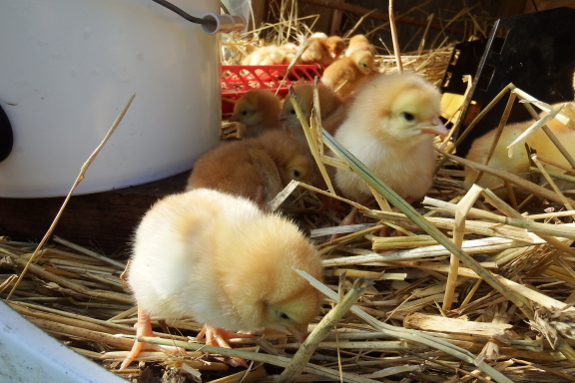 Day one chicks