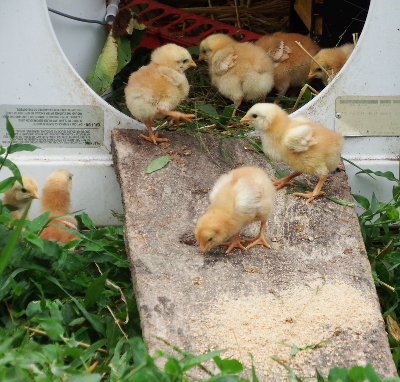 Chicks on a ramp