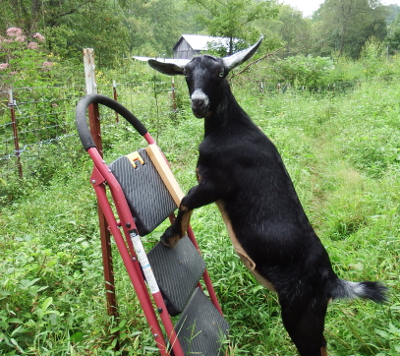 Goat on a stepping stool