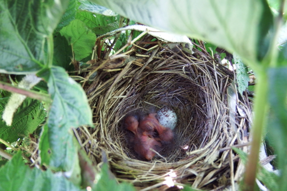 Newly hatched sparrows