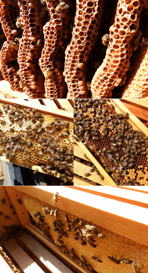 Active bee hive