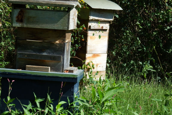 Apiary