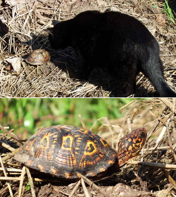 Box turtle