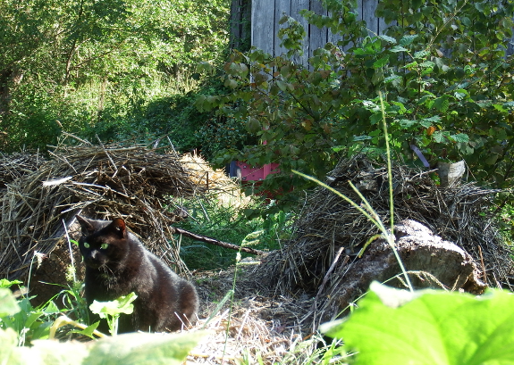 Stalking cat