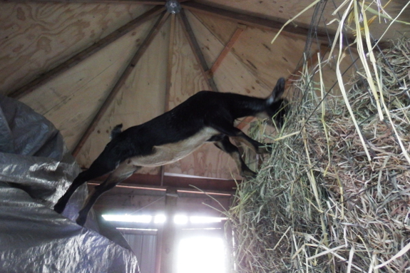 Acrobatic goat