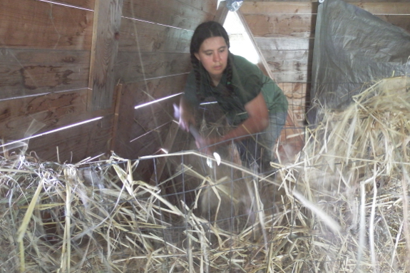 Cleaning out the manger