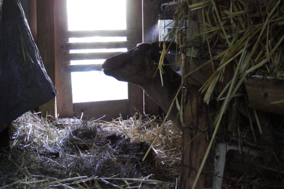 Goat eating hay