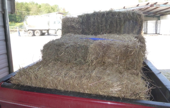 more bales of hay