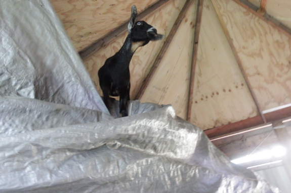 Queen of the hay pile