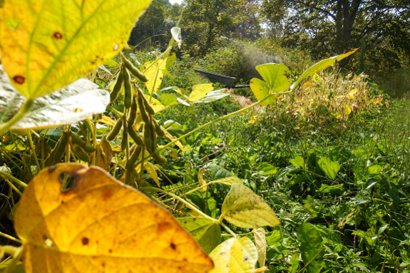 Autumn colored soybean leaves