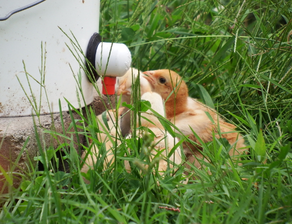 Drinking Chicks