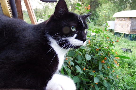 Strider looking out from the back porch.