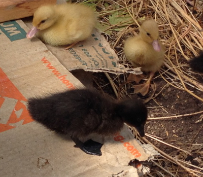 Ducklings on top of haybox brooder