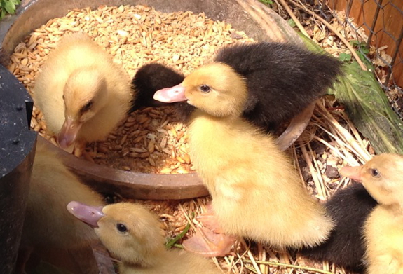 Ducklings