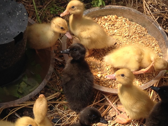 Ducklings dining