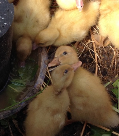 Duckling waterer