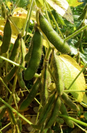 Soybean pods