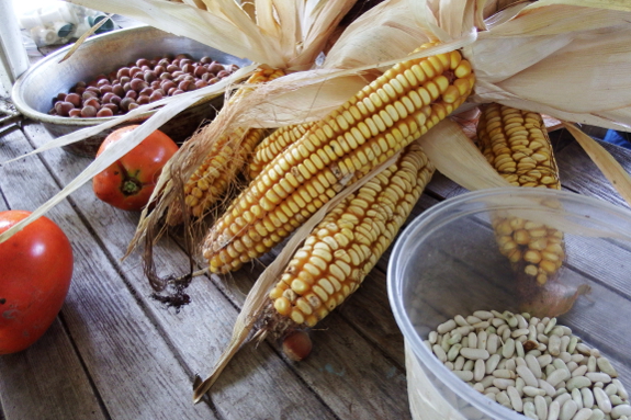 Fall harvest