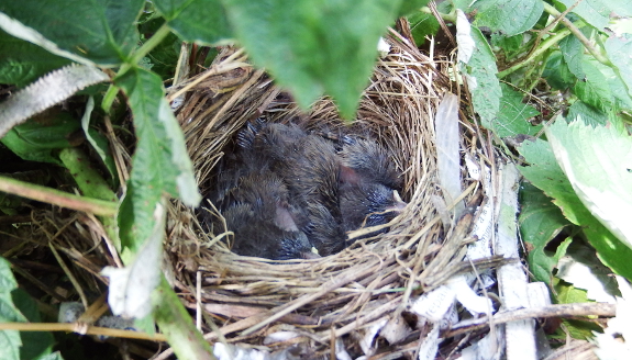 Nearly fledged chicks