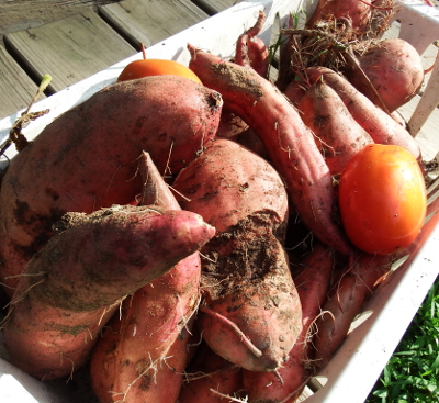 Sweet potatoes and tomatoes