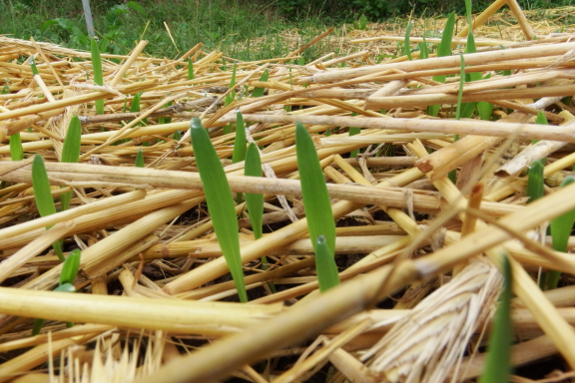 Newly sprouted oats