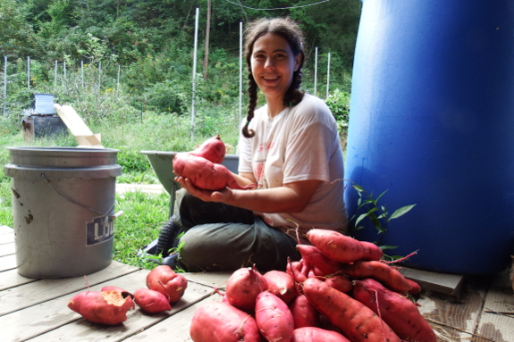 Sweet potato harvest