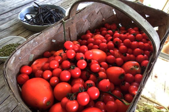 Basket of tomatoes