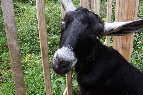 Cute goat