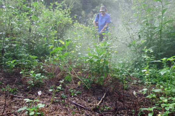 Weedeating