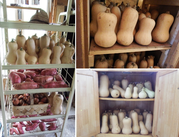 Butternut storage