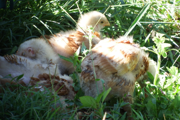 Sun-bathing chicks