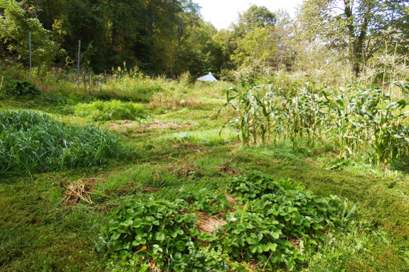 Mown garden