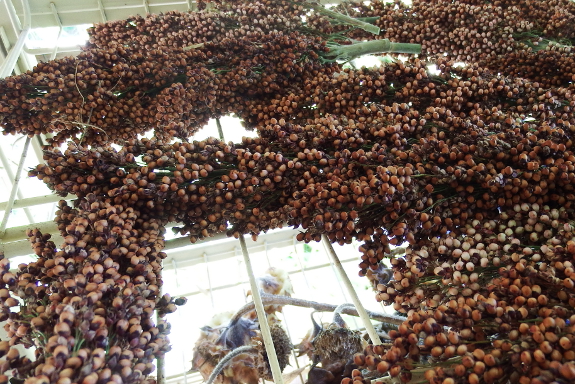 Drying sorghum