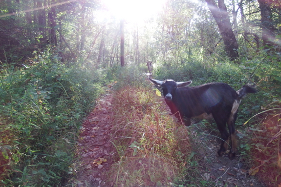 Goats in the sun