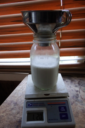 Weighing milk