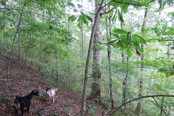 Goats in the woods