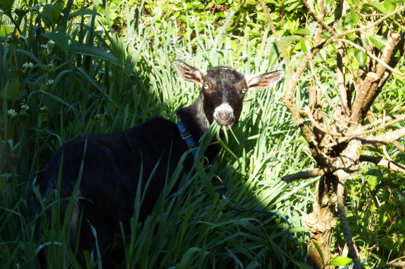 Shady goat