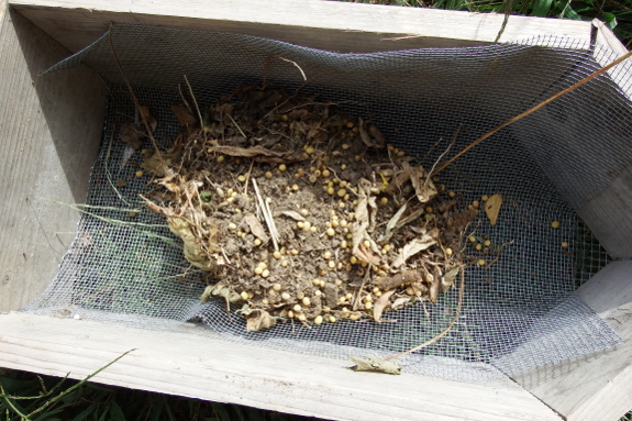 Screening beans