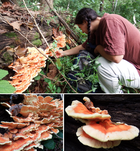 chicken of the woods image montage