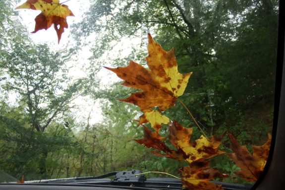 Fall leaves on the windshield