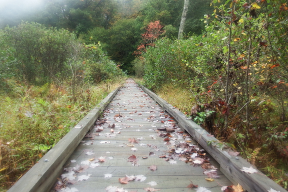 Board walk