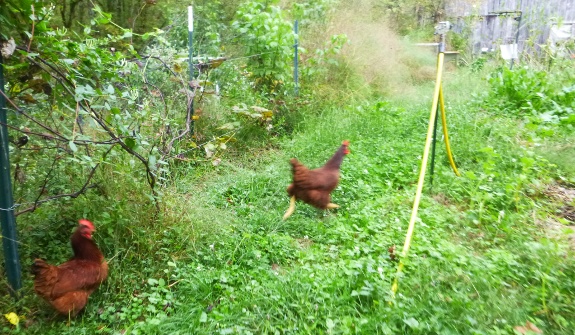 chicken in motion